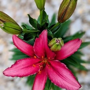 Meet your Posher, Tammy